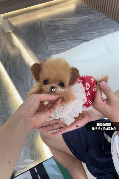 泰迪狗多少钱一只,泰迪狗寿命一般在多少年左右-第2张图片-文史 泰迪狗多少钱一只,泰迪狗寿命一般在多少年左右-第2张图片-文史