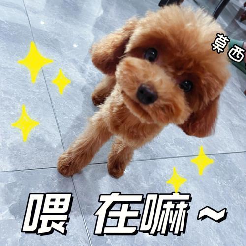 泰迪狗多少钱一只,泰迪狗寿命一般在多少年左右-第7张图片-文史 泰迪狗多少钱一只,泰迪狗寿命一般在多少年左右-第7张图片-文史