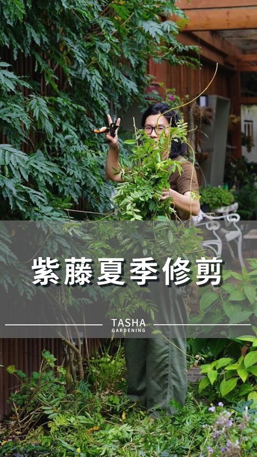 洛克王国紫藤有什么用,洛克王国紫藤怎么搞-第7张图片-文史 洛克王国紫藤有什么用,洛克王国紫藤怎么搞-第7张图片-文史