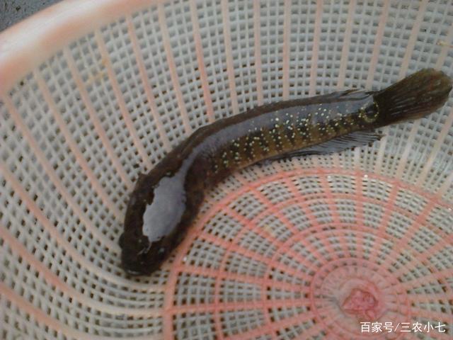 跳跳鱼多少钱一斤,跳跳鱼多少钱一斤-第1张图片-文史 跳跳鱼多少钱一斤,跳跳鱼多少钱一斤-第1张图片-文史