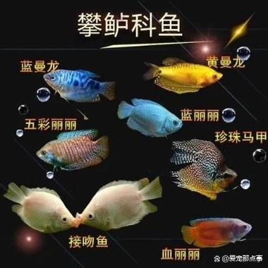 跳跳鱼多少钱一斤,跳跳鱼多少钱一斤-第7张图片-文史 跳跳鱼多少钱一斤,跳跳鱼多少钱一斤-第7张图片-文史