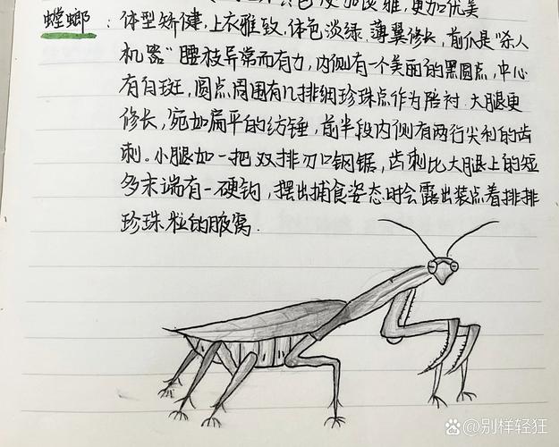洛克王国螳螂宝宝技能表,洛克王国狂暴螳螂技能搭配-第2张图片-文史 洛克王国螳螂宝宝技能表,洛克王国狂暴螳螂技能搭配-第2张图片-文史