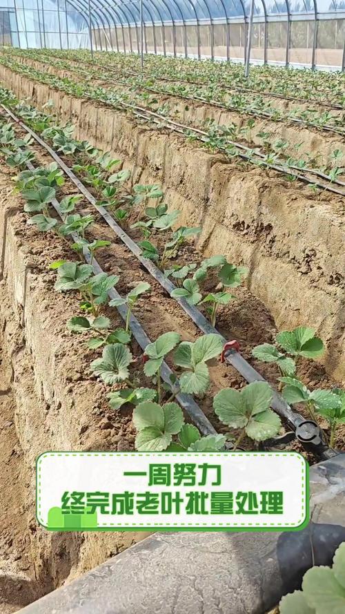 逆水寒此间老叶三怎么完成（逆水寒老叶在杭州哪个位置）