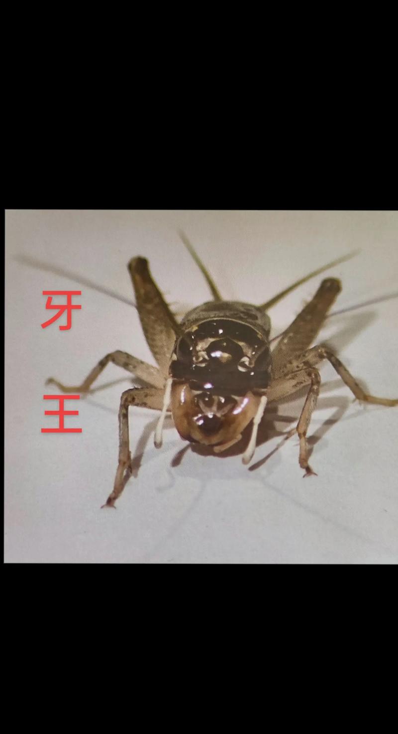 洛克王国若叶蝶怎么获得(洛克王国的若叶蝶)-第6张图片-文史 洛克王国若叶蝶怎么获得(洛克王国的若叶蝶)-第6张图片-文史