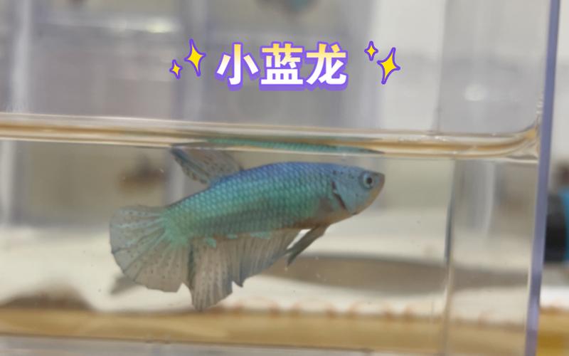 蓝龙鱼多少钱（蓝龙鱼能长多大）-第8张图片-文史