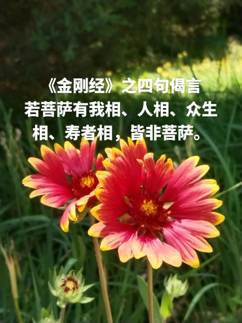 阴阳师单眼金刚经哪里多(阴阳师线索单眼金刚经)-第3张图片-文史 阴阳师单眼金刚经哪里多(阴阳师线索单眼金刚经)-第3张图片-文史