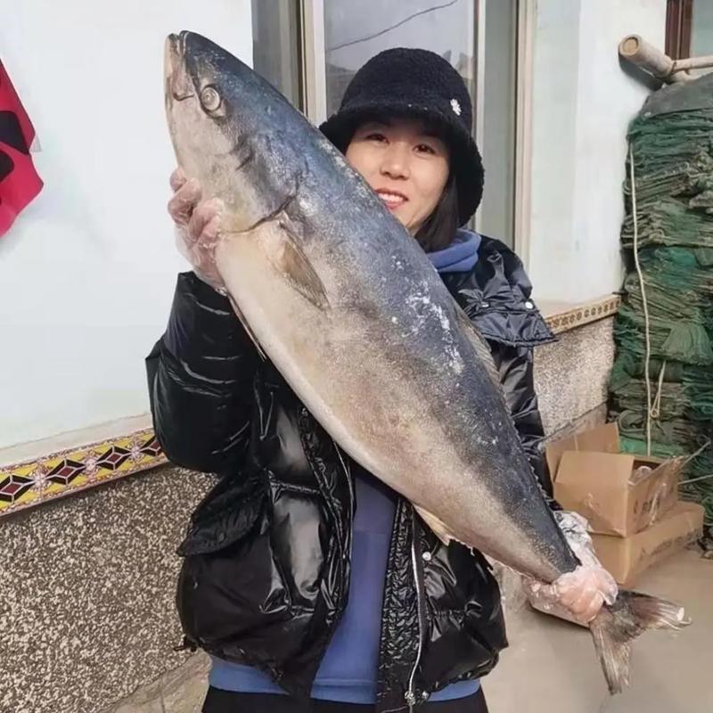 鲅鱼多少钱一斤(鲅鱼多少钱一斤今日鱼价)-第4张图片-文史 鲅鱼多少钱一斤(鲅鱼多少钱一斤今日鱼价)-第4张图片-文史