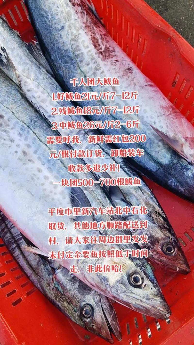 鲅鱼多少钱一斤(鲅鱼多少钱一斤今日鱼价)-第5张图片-文史 鲅鱼多少钱一斤(鲅鱼多少钱一斤今日鱼价)-第5张图片-文史