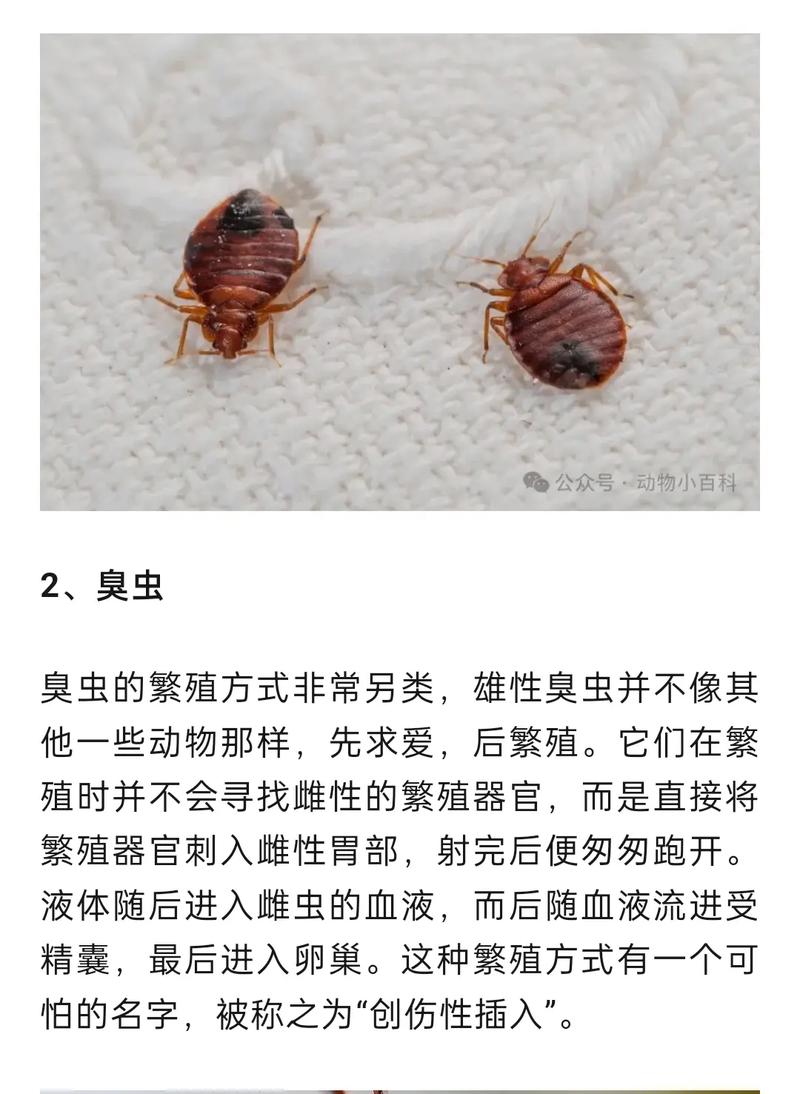 象鼻鱼多少钱一只,象鼻鱼多少钱一只图片
