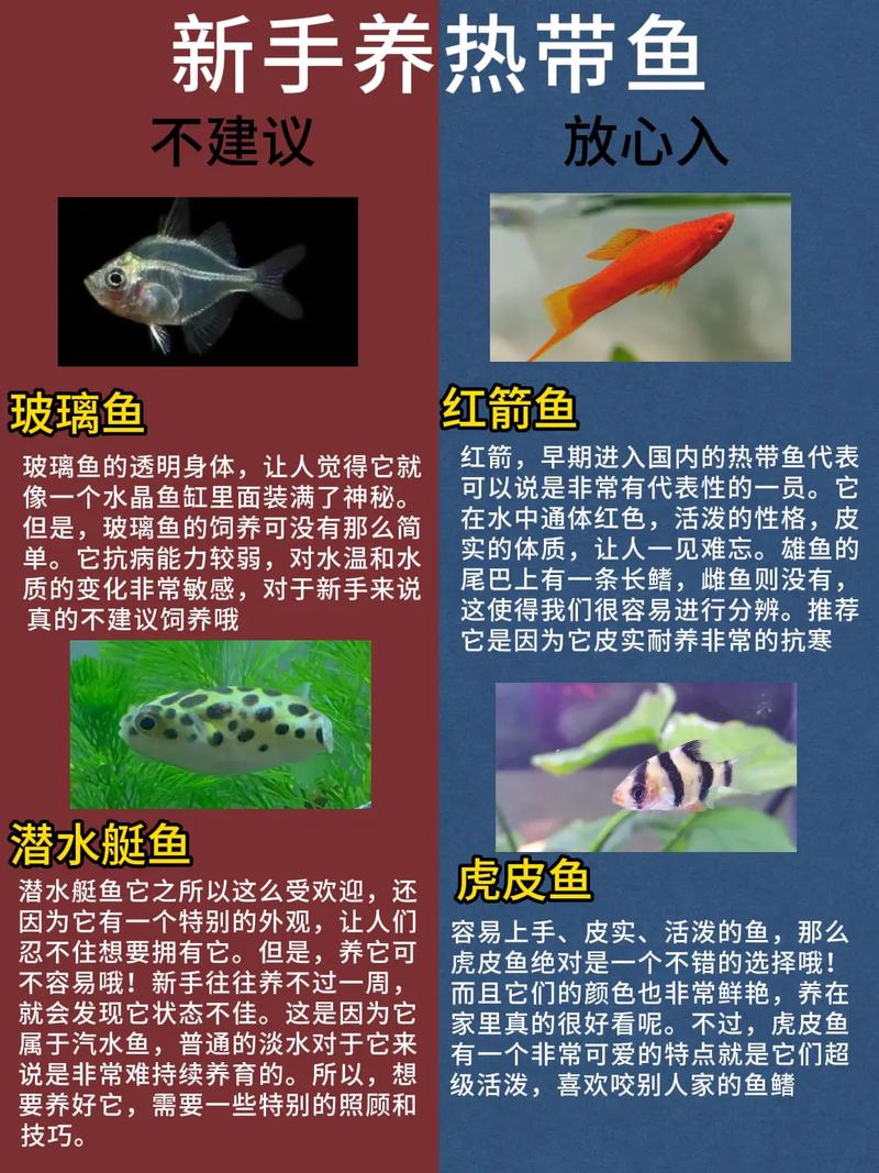 象鼻鱼多少钱一只,象鼻鱼多少钱一只图片-第4张图片-文史 象鼻鱼多少钱一只,象鼻鱼多少钱一只图片-第4张图片-文史