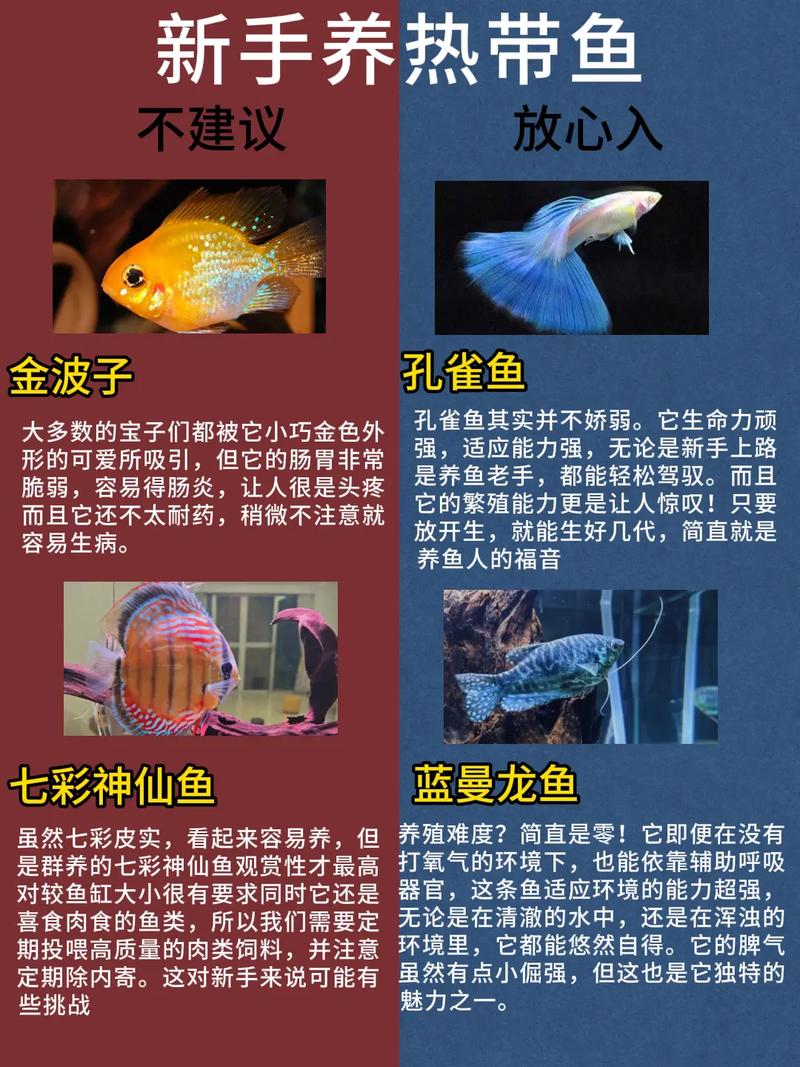 象鼻鱼多少钱一只,象鼻鱼多少钱一只图片-第6张图片-文史 象鼻鱼多少钱一只,象鼻鱼多少钱一只图片-第6张图片-文史