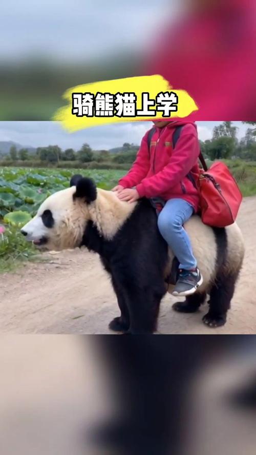 魔兽熊猫人坐骑在哪买（魔兽世界熊猫人坐骑是什么）