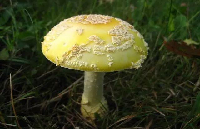 死亡帽蘑菇怎么区分（死亡帽蘑菇图片大全）-第1张图片-文史