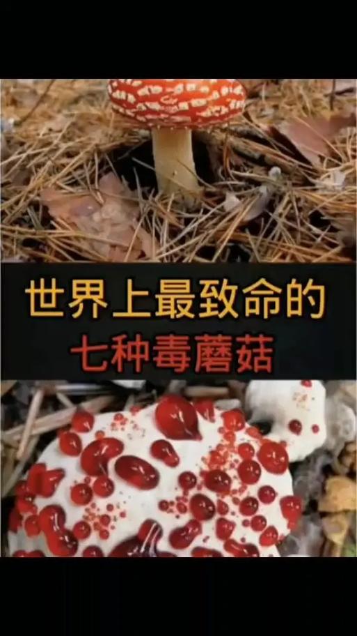 死亡帽蘑菇怎么区分（死亡帽蘑菇图片大全）-第4张图片-文史