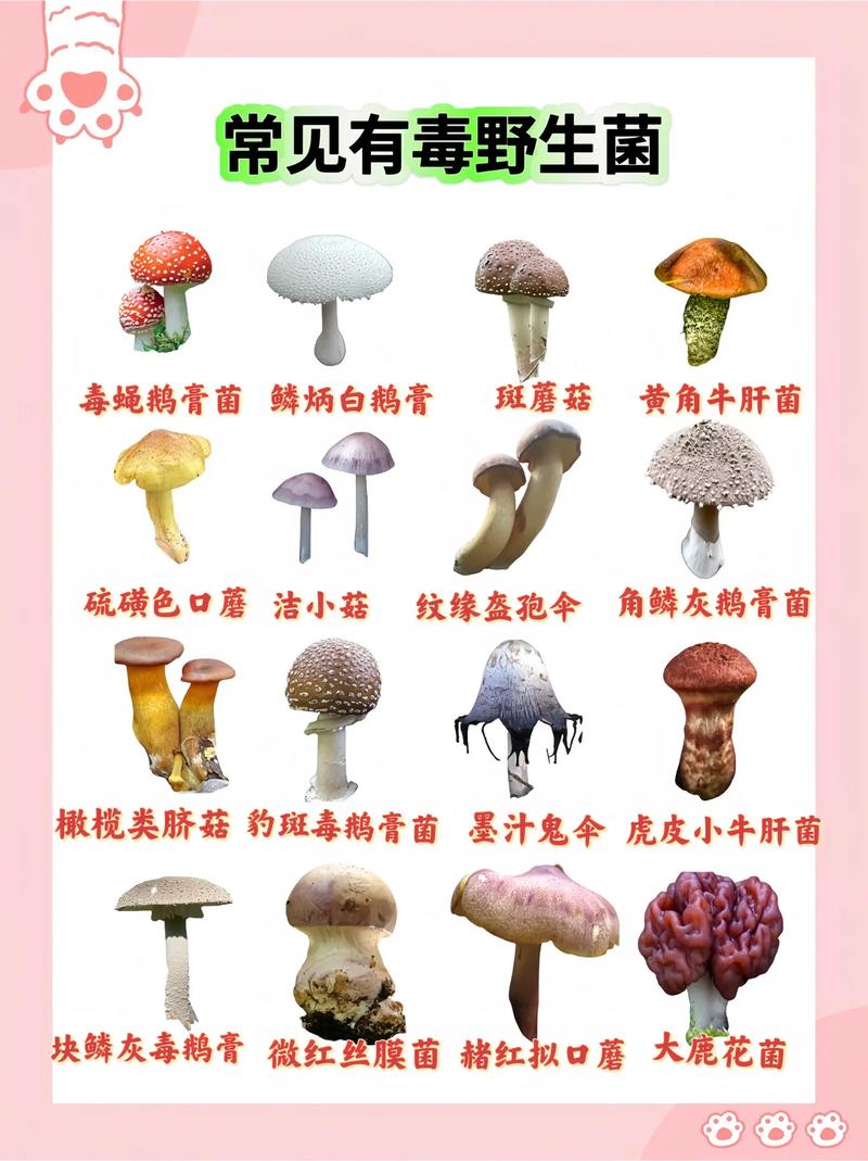 死亡帽蘑菇怎么区分（死亡帽蘑菇图片大全）-第5张图片-文史